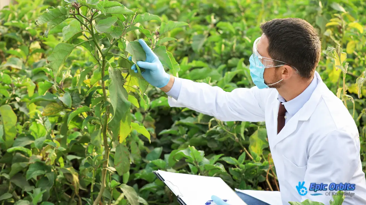Biotechnology in Agriculture Sustainable Farming Solutions